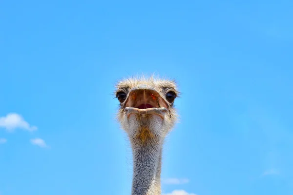 Portrait Ostrich Blue Sky Close — Stock Photo, Image