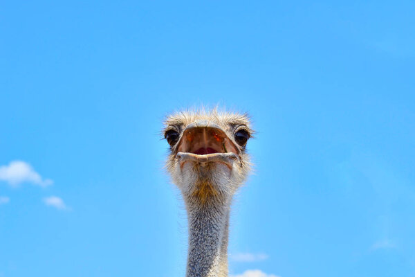 Portrait of an ostrich against the blue sky close up