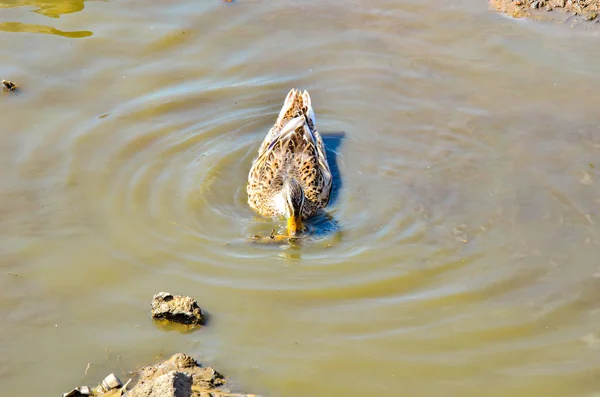 Anatra Tuffa Nell Acqua Cibo — Foto Stock