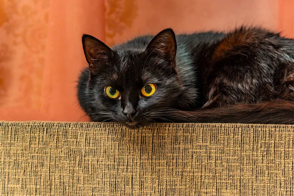 黒猫は横たわって ソファーにかかっている — ストック写真