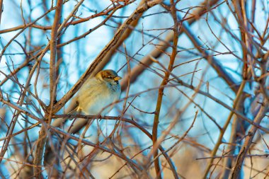 Ormanda bir dala bir gri serçe oturur.