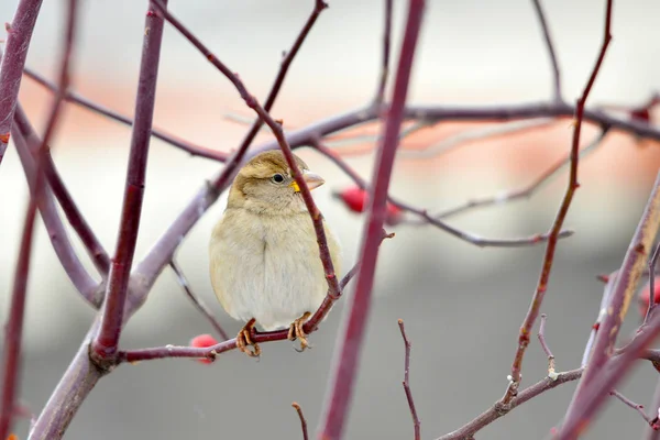 Moineau Brun Sur Une Branche Buisson Rose Sauvage — Photo