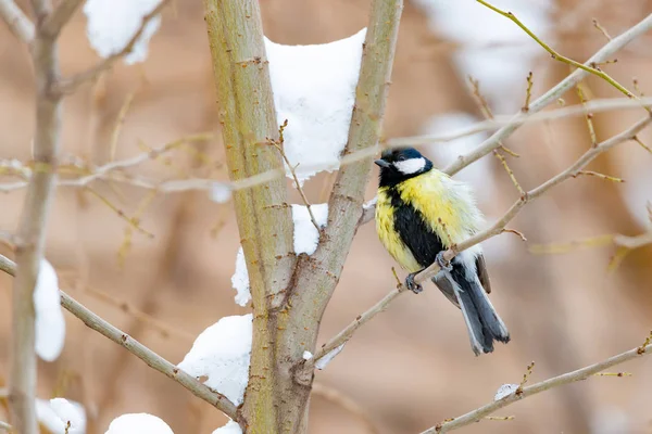 Meise Auf Einem Baum — Stockfoto