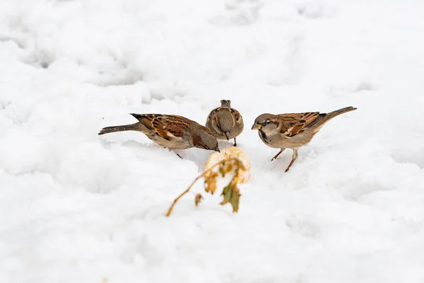 Hongerige Mussen Eten Brood Sneeuw Drie Mussen Verzameld Eten Natuur — Stockfoto