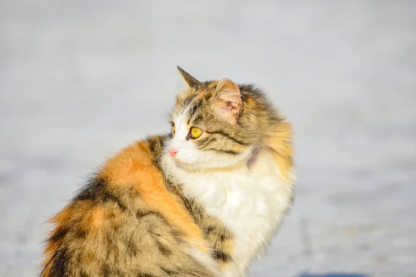 Eine Orange Graue Katze Sitzt Auf Der Straße Und Schaut — Stockfoto