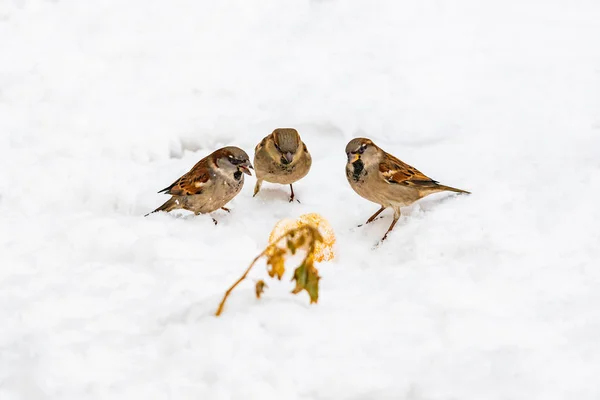 Голодные Воробьи Едят Хлеб Снегу Три Воробья Собираются Природе — стоковое фото