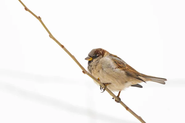 Mus Een Tak — Stockfoto