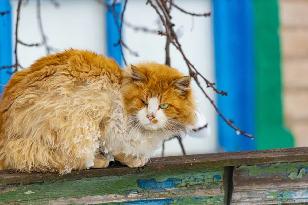 Gato Naranja Sentado Una Valla Madera — Foto de Stock