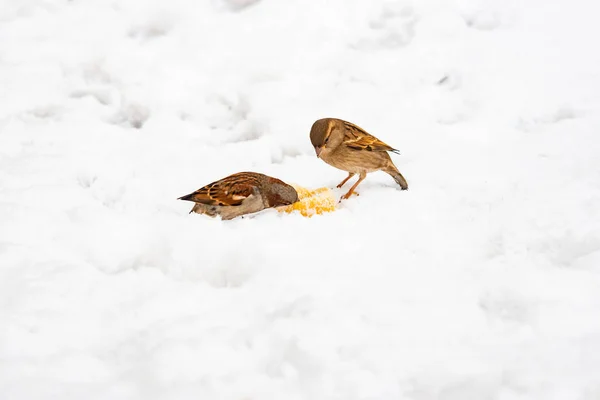 Twee Mussen Pikken Voedsel Sneeuw — Stockfoto