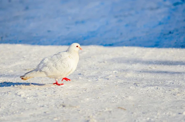 Witte Duif Met Rode Poten Sneeuw — Stockfoto