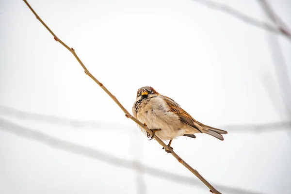 Moineau Sur Une Branche — Photo