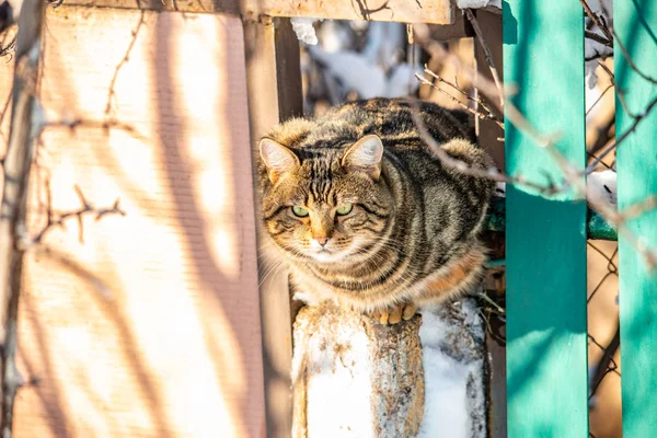 Dziki Szary Kot Oglądając Zdobycz Ogrodzeniu Ulicy — Zdjęcie stockowe