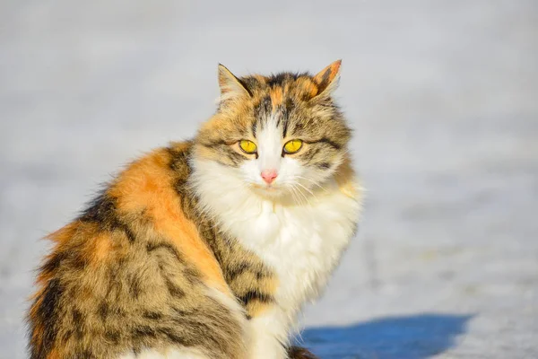 オレンジ色の灰色の猫が道に座り 辺りを見回します — ストック写真