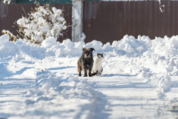 一只黑狗和一只白猫一起坐在雪白的街道上 爱情和家庭的概念 — 图库照片