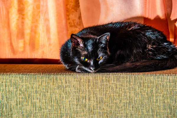 黒猫は横たわって ソファーにかかっている — ストック写真