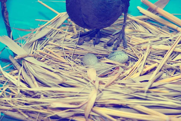 Pájaro Está Nido Con Huevos Protege Sus Hijos — Foto de Stock