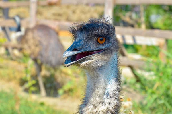 Closeup Ostrich Head Zoo — Stock Photo, Image