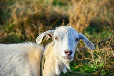 Uzun kulakları ile beyaz bir keçi kameraya çimenlerin üzerinde görünüyor.