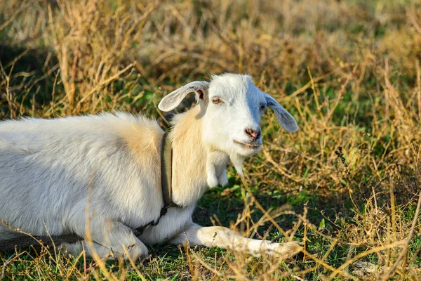 Una Cabra Blanca Yace Hierba Mira Cámara Pasto — Foto de Stock