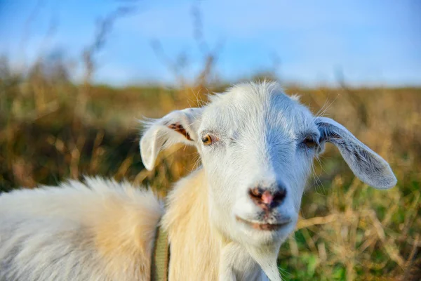 Een Witte Geit Met Lange Oren Kijkt Camera Het Gras — Stockfoto