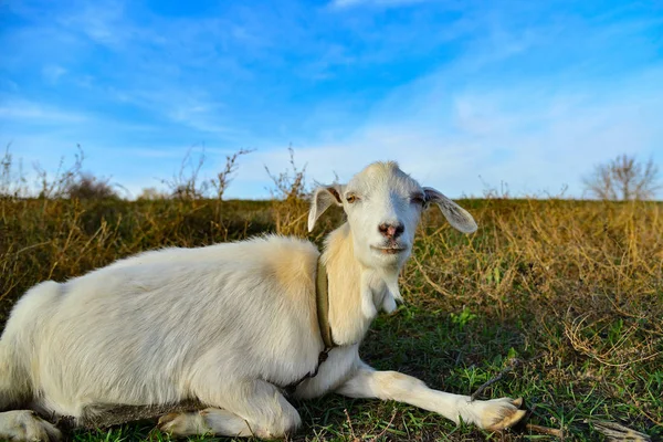 Cabra Blanca Naturaleza Gran Ángulo Pasto Contra Cielo Azul — Foto de Stock