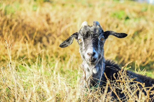 Una Cabra Gris Yace Hierba Mira Cámara Pasto — Foto de Stock