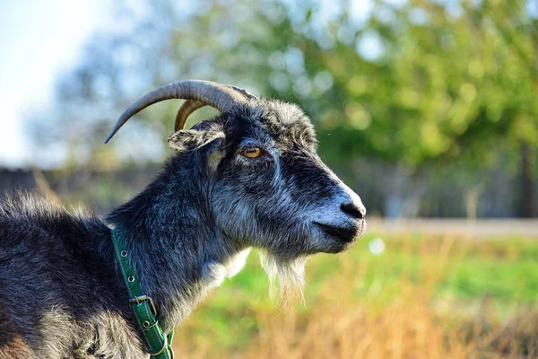 Pâturages Chèvres Grises Dans Une Prairie Close — Photo