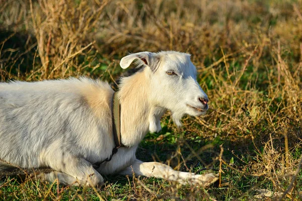 Una Cabra Blanca Yace Hierba Mira Cámara Pasto — Foto de Stock
