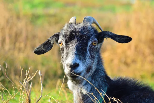 Uma Cabra Cinza Jaz Grama Olha Para Câmera Pasto — Fotografia de Stock