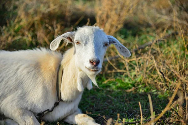 Een Witte Geit Liggend Het Gras Kijken Naar Camera Wei — Stockfoto