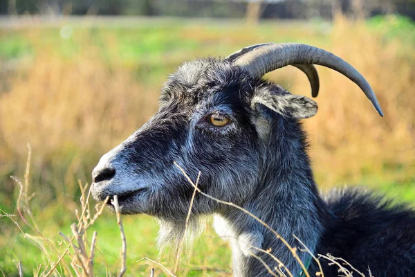 Gri Keçi Grazes Bir Çayırda Yakın Çekim — Stok fotoğraf