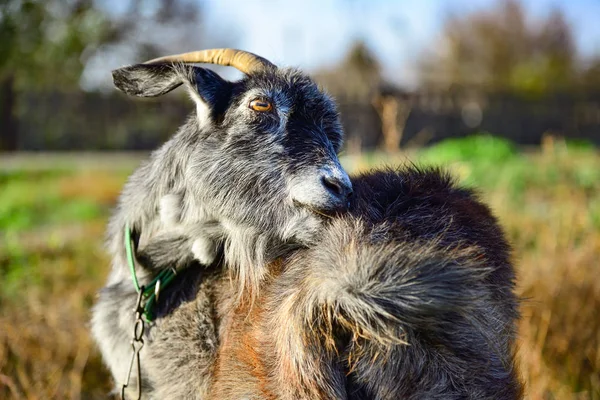 Grijze Geit Schaafwonden Een Weide Close — Stockfoto