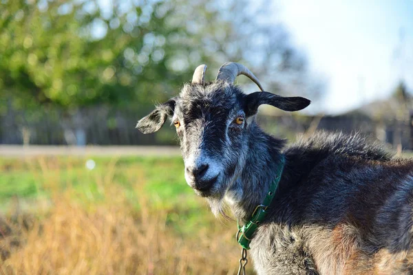 Gri Keçi Grazes Bir Çayırda Yakın Çekim — Stok fotoğraf