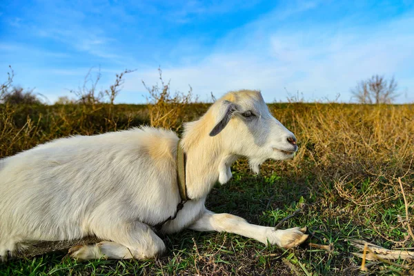 Retrato Cerca Una Cabra Blanca Con Orejas Largas Mirando Cámara — Foto de Stock