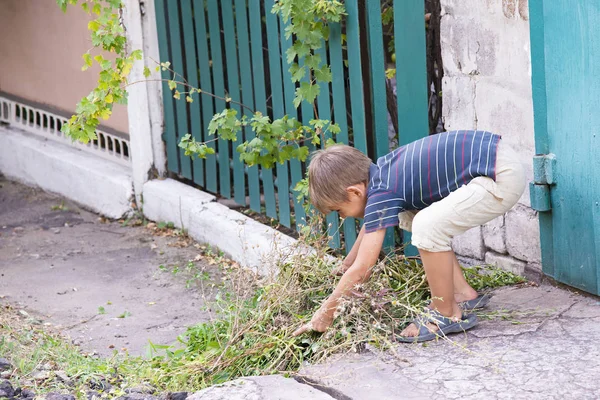 Chico Recoge Heno Pone Basura —  Fotos de Stock