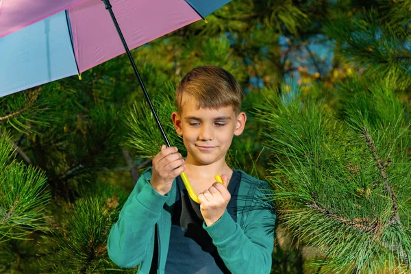 Little Boy Bright Multi Colored Umbrella Pine Forest — Stock Photo, Image