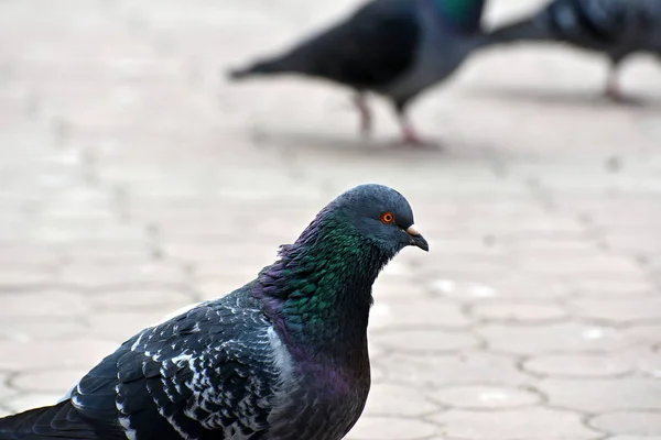 타일에 도시에서 비둘기 클로즈업 — 스톡 사진
