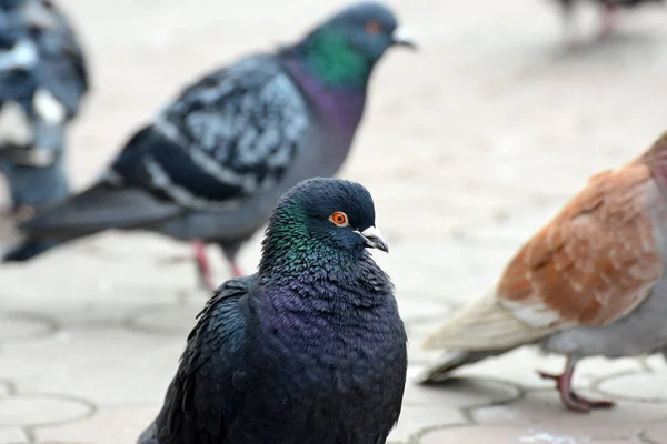 Pigeons Close City Tile — Stock Photo, Image