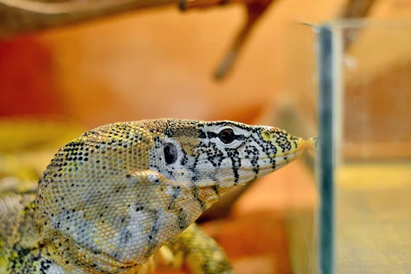 Reptil Zoológico Lagarto Verde Cerca —  Fotos de Stock