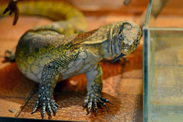 Reptil Zoológico Lagarto Verde Cerca —  Fotos de Stock