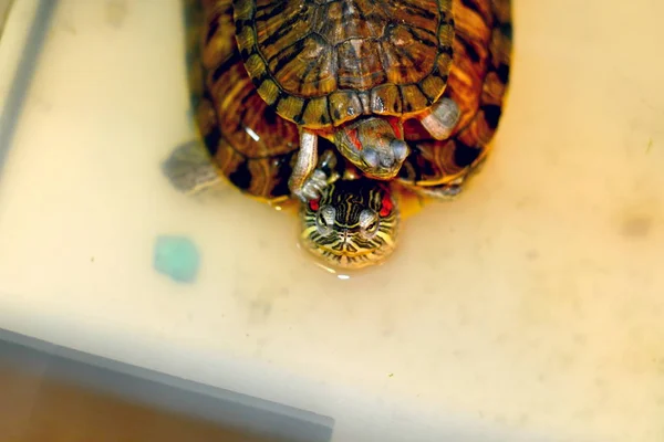 Duas Tartarugas Rastejam Jardim Zoológico Água Uma Tartaruga Subiu Outra — Fotografia de Stock