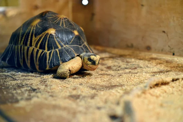Żółw Skrada Się Zoo Polu — Zdjęcie stockowe