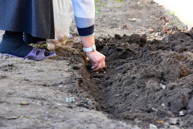 Erkek zemin fabrikasında bir ampul sarımsak erken ilkbaharda bahçede eller.