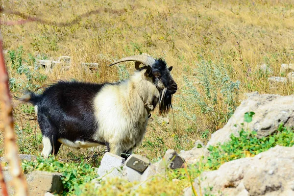 Una Cabra Barbuda Con Cuernos Hundirá Prado Hasta Pasto — Foto de Stock