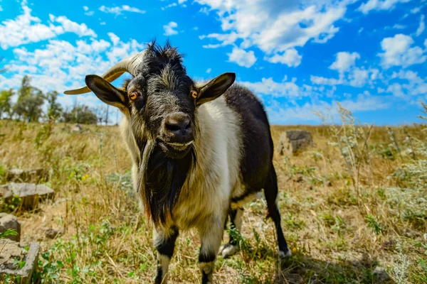 Bearded Goat Close Horns Sky Clouds Sits Meadow Pasture — Stock Photo, Image