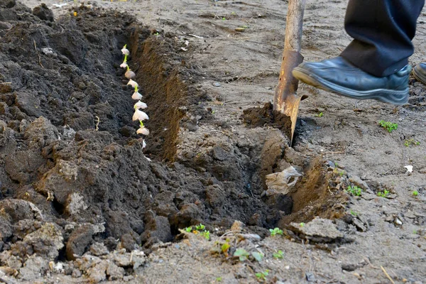 Помощью Лопаты Люди Копают Землю Сажают Луковицу Чеснока — стоковое фото