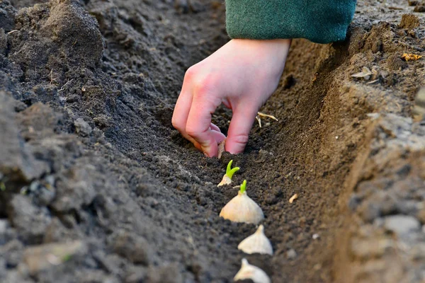 Die Weiblichen Hände Boden Pflanzen Vorfrühling Garten Eine Knoblauchknolle — Stockfoto