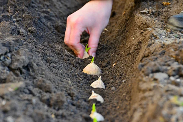 Die Weiblichen Hände Boden Pflanzen Vorfrühling Garten Eine Knoblauchknolle — Stockfoto