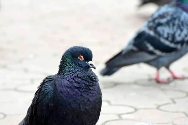 Sparrow Som Flyger Ner Gatan — Stockfoto