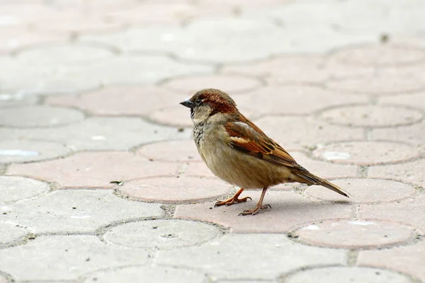 Sparrow Que Voa Pela Rua — Fotografia de Stock